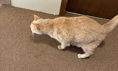 Neptune the Cat